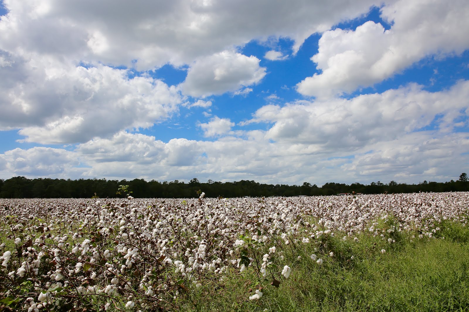 Sweet Southern Days The Cotton Fields of South