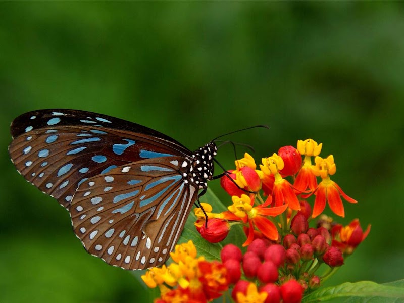 42+ Amazing Concept Beautiful Flowers With Butterfly Pictures