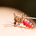 ATENÇÃO: Assunção e mais três municípios do Cariri paraibano, têm risco para surto de dengue e zika