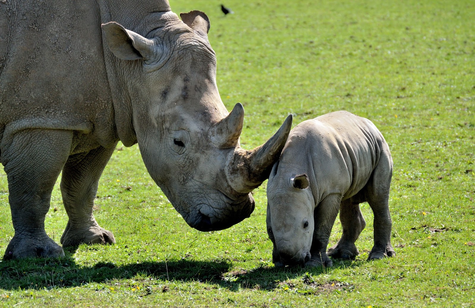 Cotswold Wildlife Park