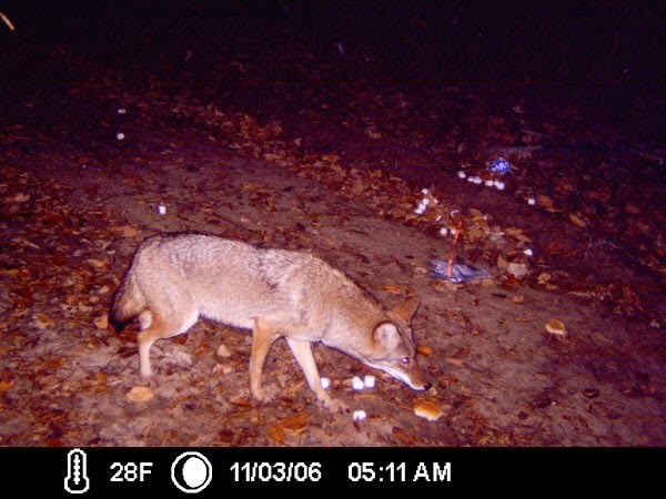 Coyote Canis Fourche Bottoms Little Rock Arkansas Wildlife