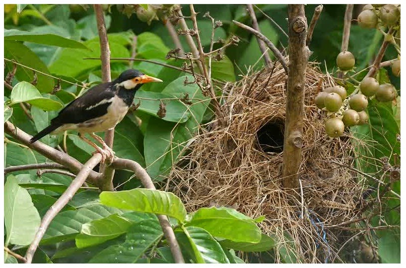 Cara membedakan jalak suren jantan dan betina Burung