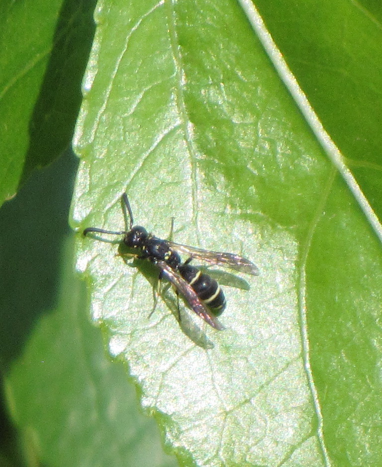Bug Eric Wasp Wednesday Symmorphus