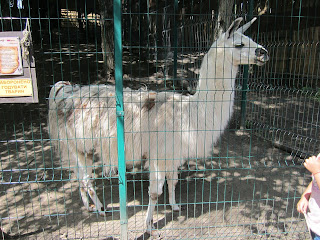 лама в ровенском зоопарке