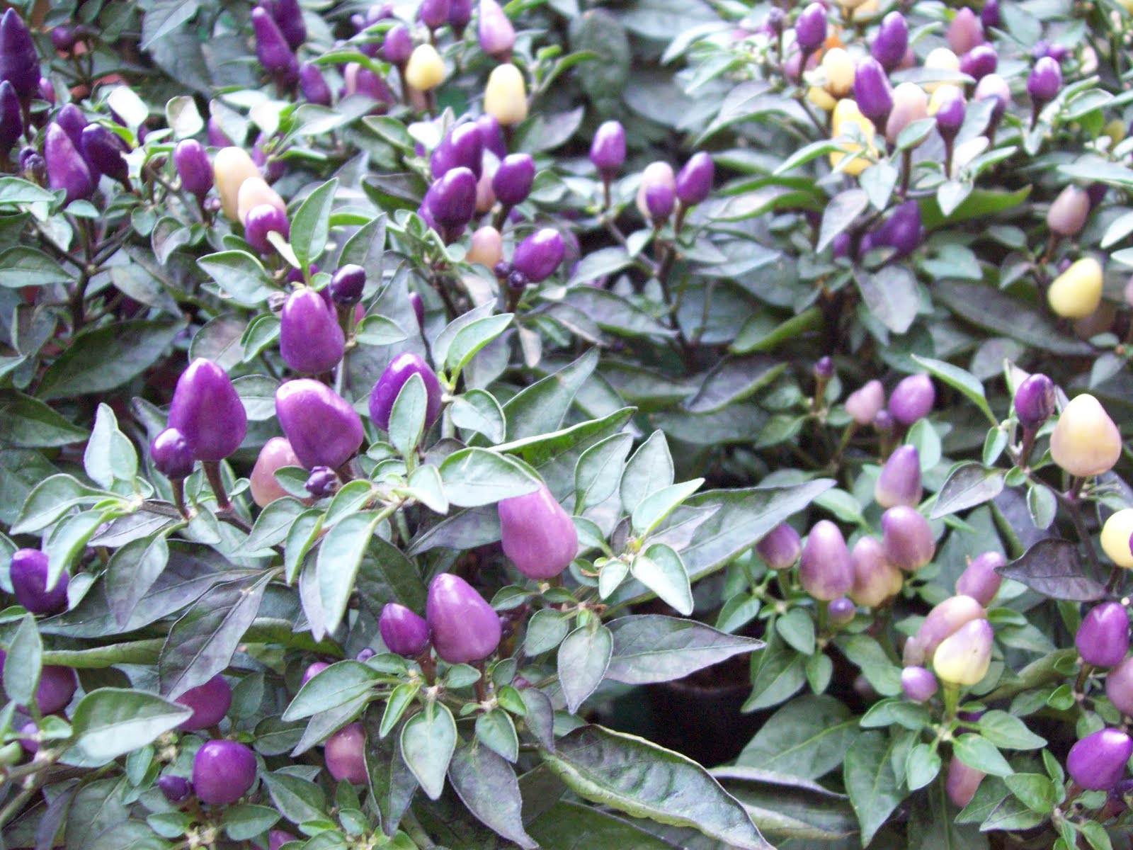 ALL ABOUT JAPAN Dariku khusus untukmu sahabatku.... The Colorful of