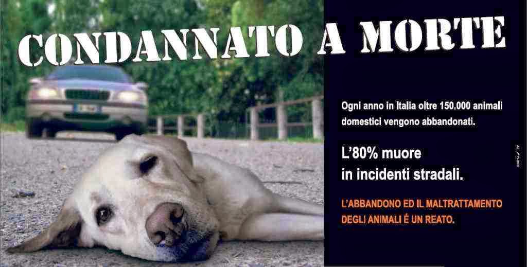 Ora Basta No All Abbandono E Al Maltrattamento Di Animali