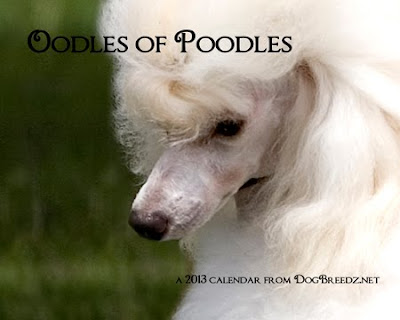 2013 Oodles of Poodles wall calendar from DogBreedz.net