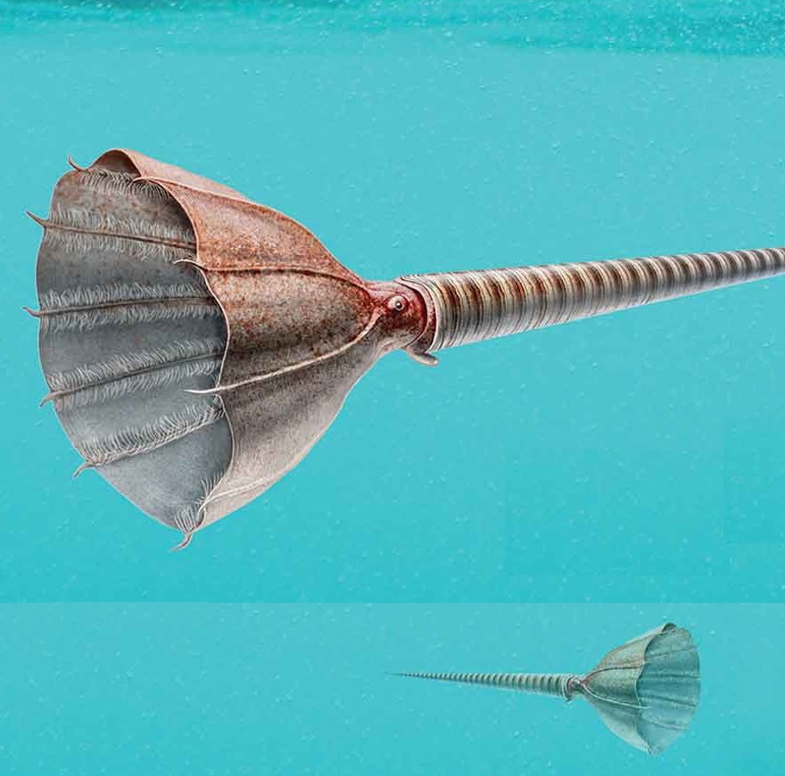 Species New to Science [Paleontology • 2018] Endocerids Suspension Feeding Nautiloids?