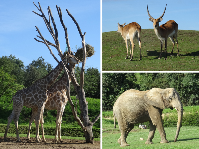 Les Mercredis de Julie Parc Zoologique African Safari Plaisance du