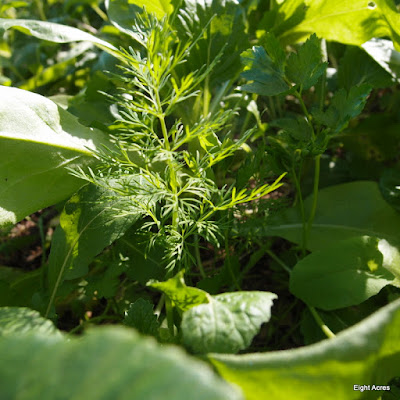 eight acres: how to grow and use dill