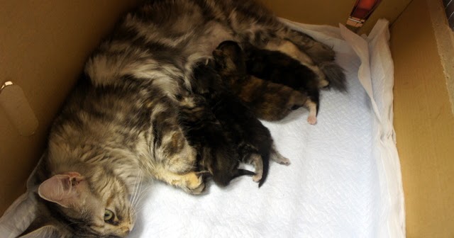 Cavallino 猫 ねこ ネコ 生後2ヶ月になりました 子猫通信