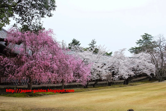 Todaiji Temple Nara Park กวางนารา sakura