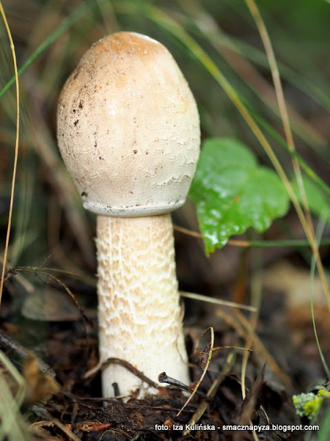 mloda-czubajka-kania macrolepiota, podlasie, na grzyby, grzybobranie, jaki to grzyb, atlas grzybow, grzyby jadalne