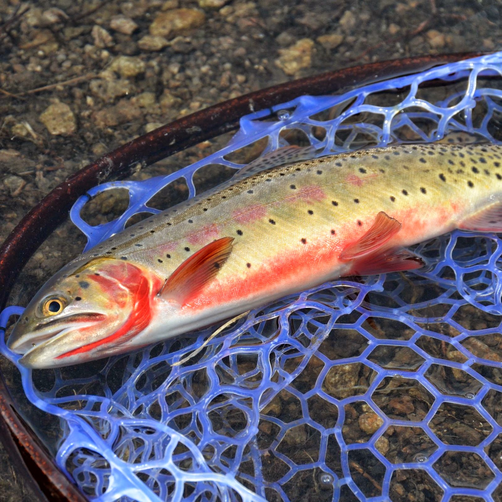 Dry Fly Fishing with a Nymphing Rod Fly Fish Food