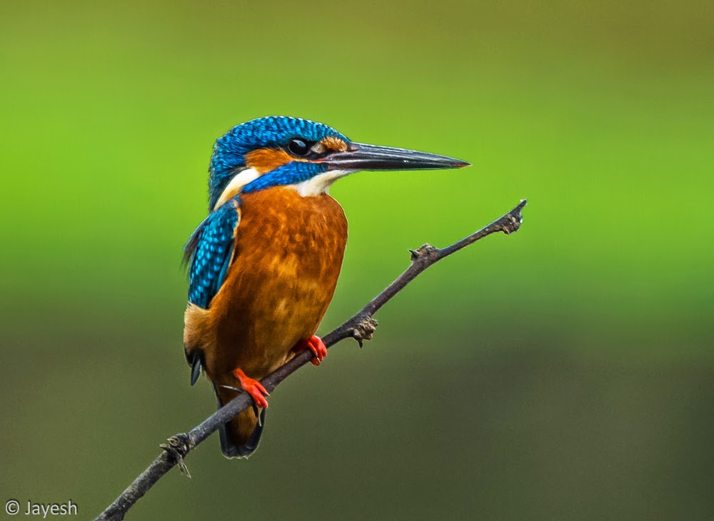 Birds Of Bangalore Birds Of Bangalore
