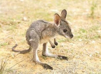 the baby of a kangaroo is known as a Joey
