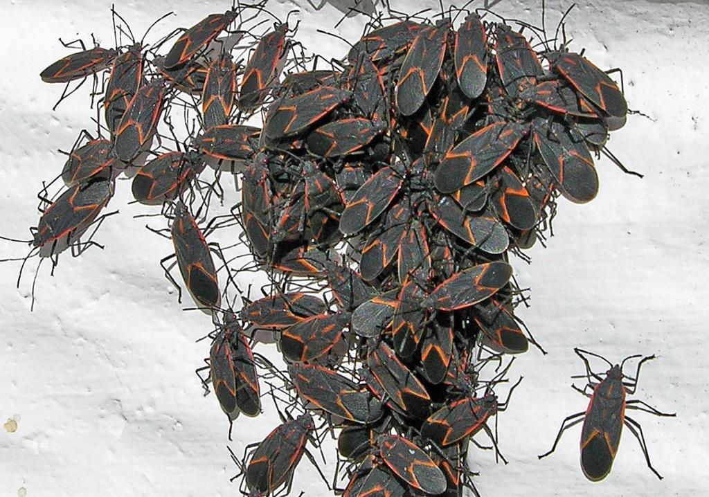 Boxelder Bug Box Bugs Box Information Center