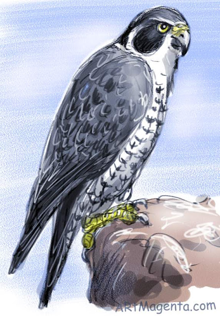 A bird painting of a Peregrine Falcon  by ArtMagenta