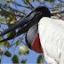 Tuiuiú - a ave símbolo do Pantanal
