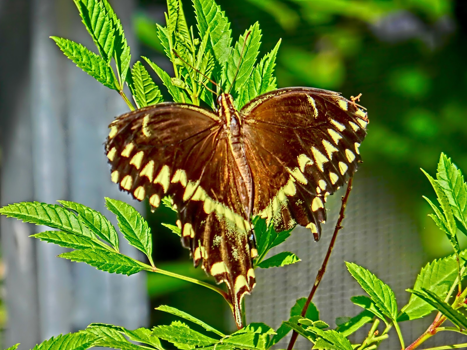 Nau speak Vegas Springs Preserve Butterfly Exhibit