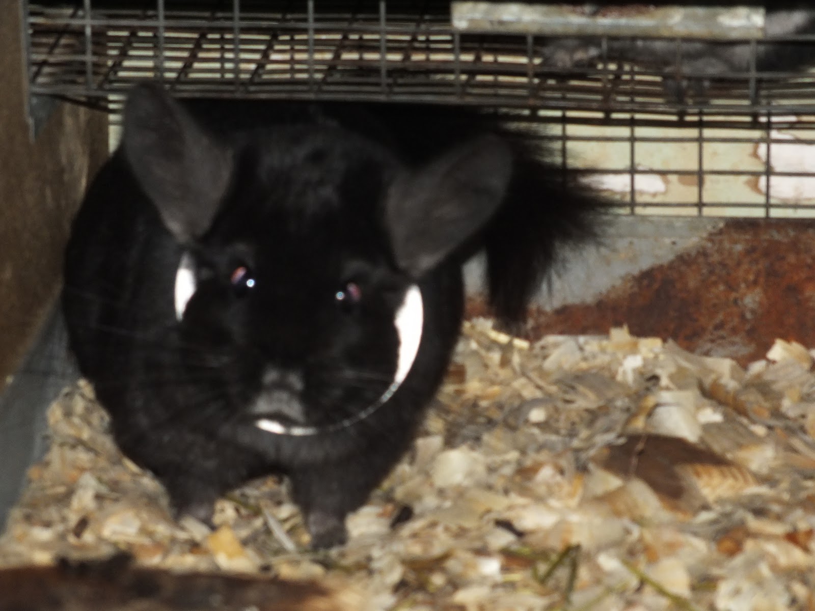 furry chinchillas can chinchillas be evil?