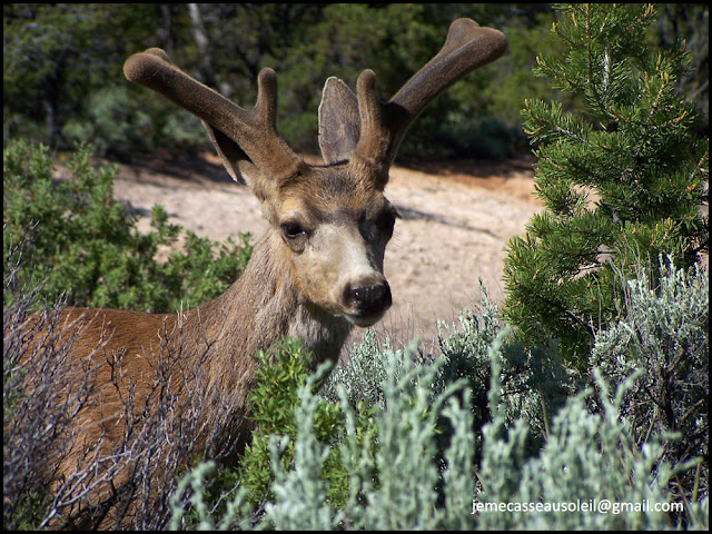 Un animal au Grand Canyon , il est cool :) Un animal au Grand Canyon , il est cool :)