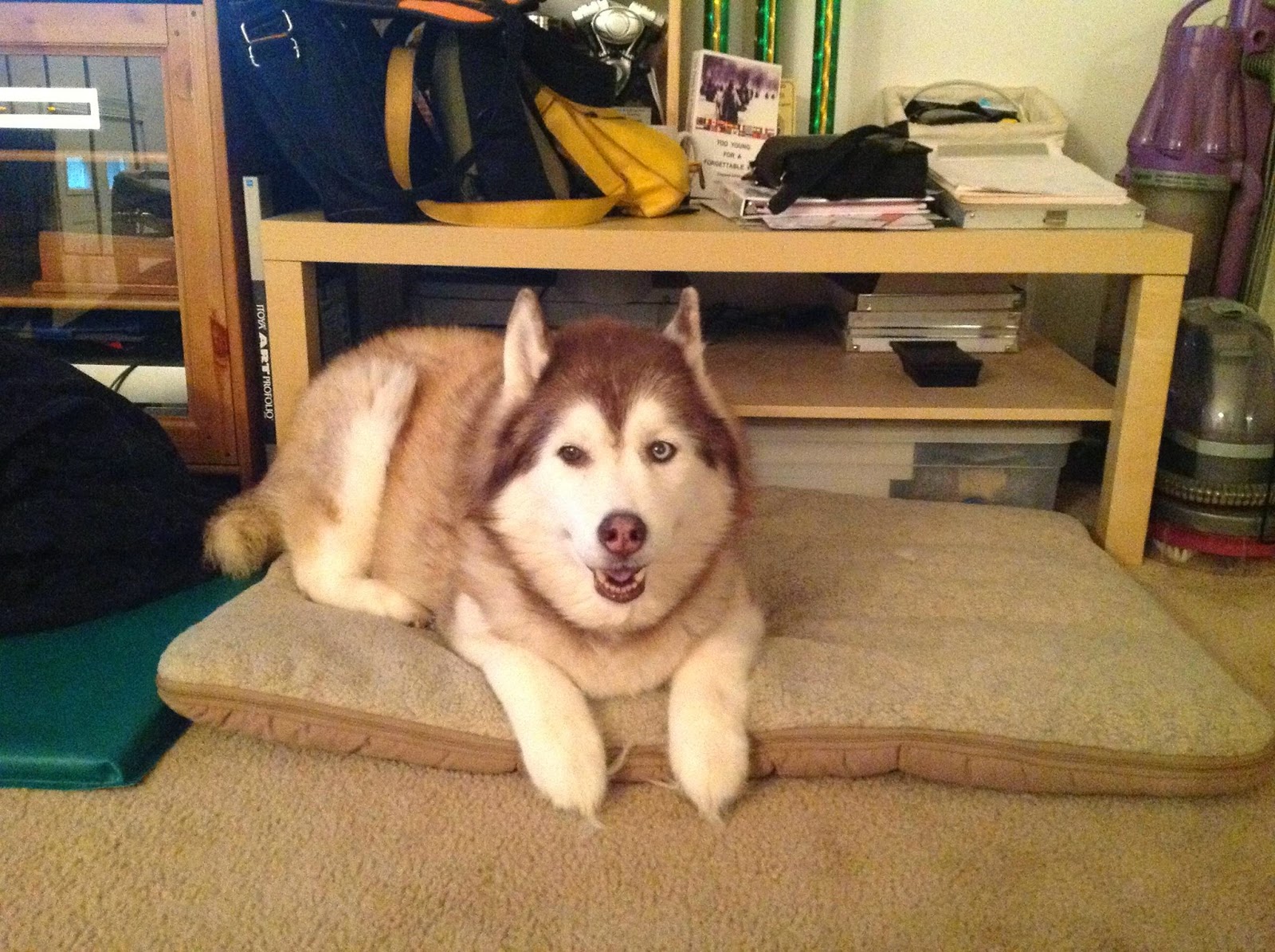 The Husky Review Wash 'n Zip Pet Bed *UPDATED*