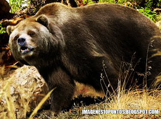 imagenes de osos imagenes de osos
