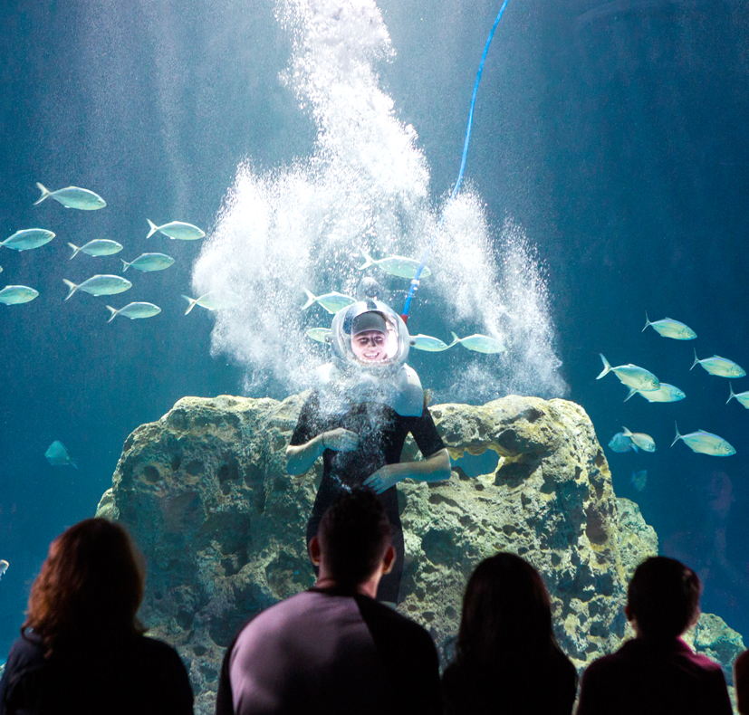 Sub Sea Systems Our World Sea TREK at OdySea Aquarium is Officially