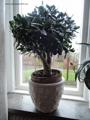 tetrastigma houseplant tetrastigma houseplant propagation