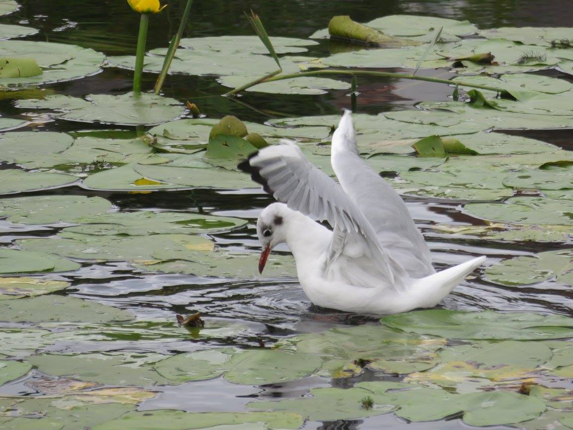 Ponds in 750 words The Green Bard