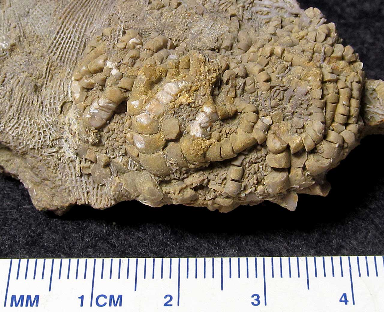 Louisville Fossils and Beyond Taxocrinus Crinoid Calyx Fossil
