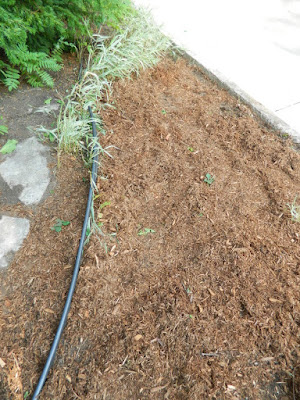 By Paul Jung Gardening Services--a Toronto Organic Garden Company Riverdale Front Garden Cleanup After By Paul Jung Gardening Services--a Toronto Organic Garden Company Riverdale Front Garden Cleanup After
