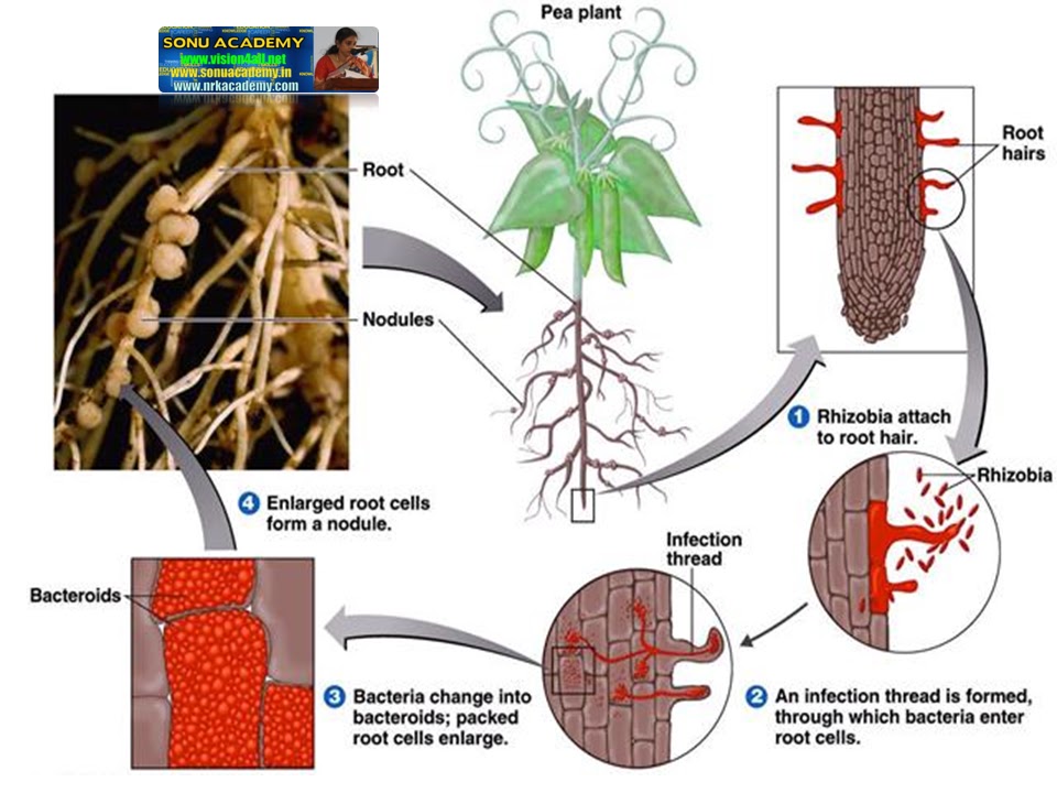 SONU ACADEMY EXCRETION IN PLANTSTEXT
