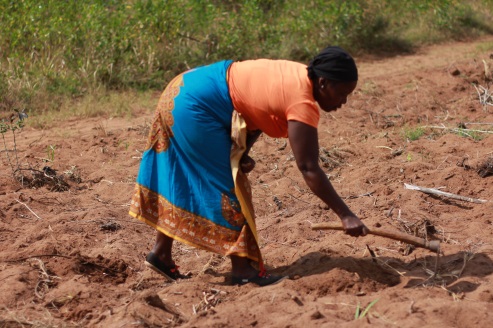 Helina measuring out the distance between crops.