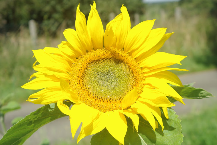 Tournesol