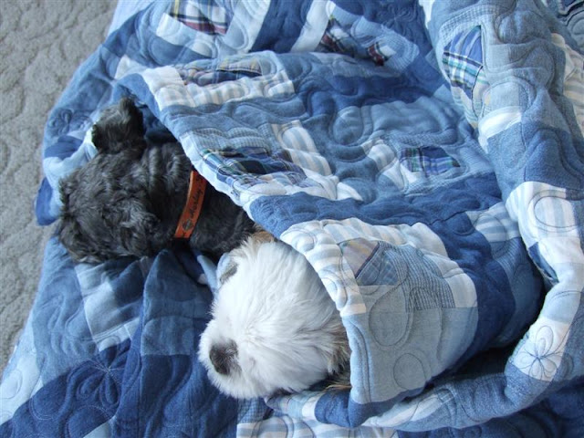 Crafty Sewing & Quilting: Pets on Quilts!