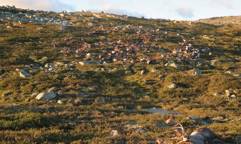 Deadly lightning strike kills over 300 reindeer in Norway