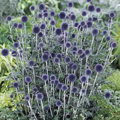 Green Girly Zone 3 Flowers Globe Thistle (Echinops ritro)