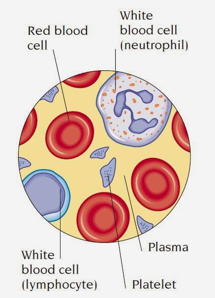 Red Blood Cell Diagram Labeled