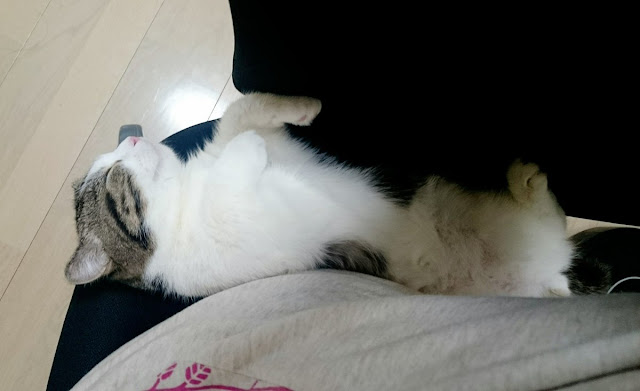 Gaya Tidur Kucing Yang Sangat Comel Gaya Tidur Kucing Yang Sangat Comel
