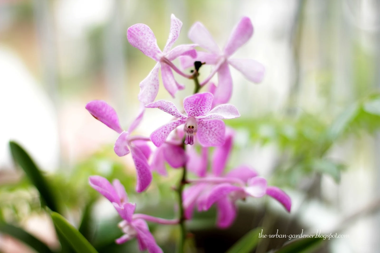 A close-up shot of a tiny native orchid growing in a puddle in an urban park, with blurred buildings in the background.