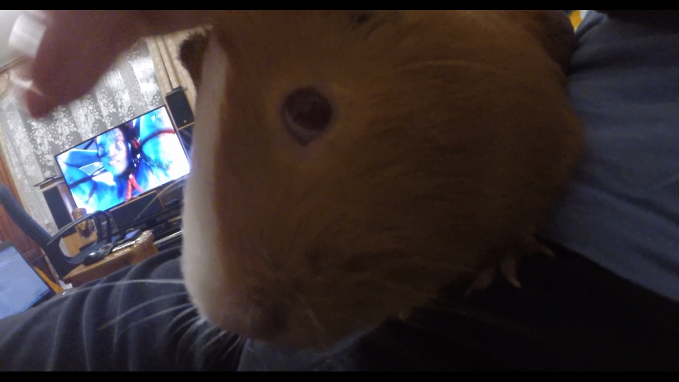 морские свиньи кусаются. морские свинки кусаются или нет. морские свинки не кусаются. морская свинка кусается. почему морская свинка кусается.