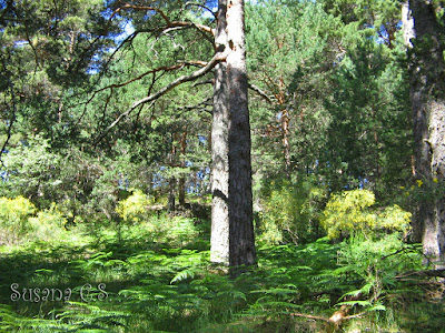 Día Internacional de los Bosques Día Internacional de los Bosques
