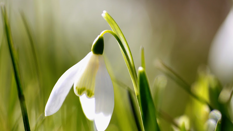 Snowdrop and Spring is coming