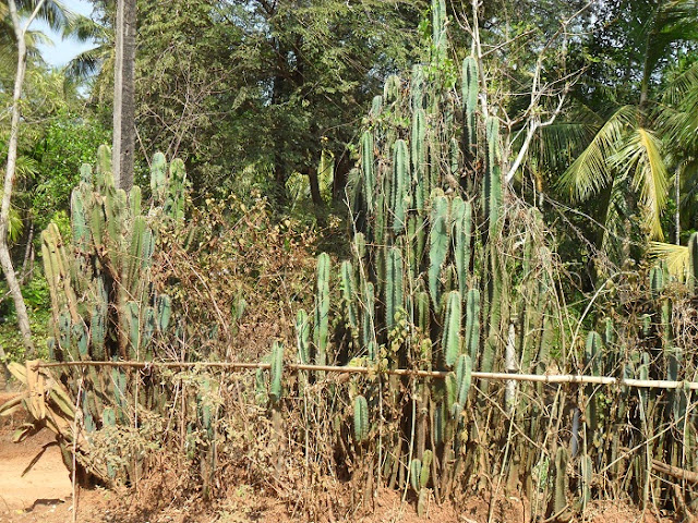 Ограда из кактусов
