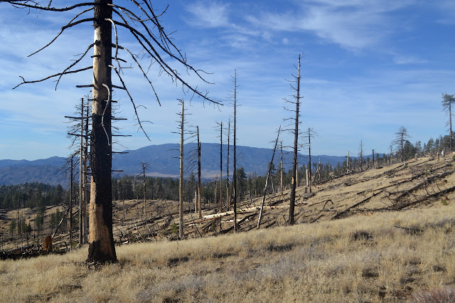 standing dead trees