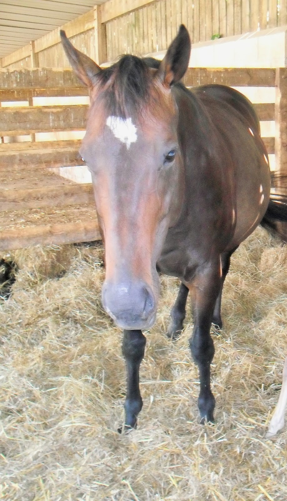 LB Equestrian Why You Should Always Have A Horse Vetted