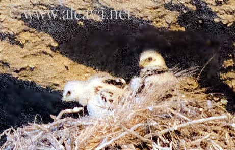 Los pichones del Águila Mora en el nido