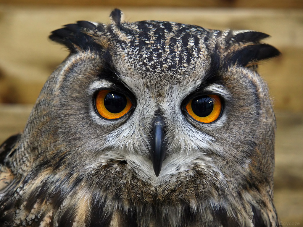 Flying Animal The Eurasia Eagle Owl